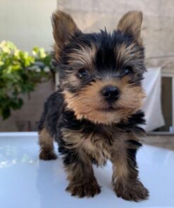 Teacup yorkies near me for sale