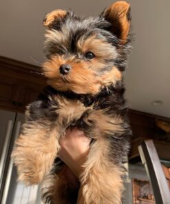 Yorkie puppies price