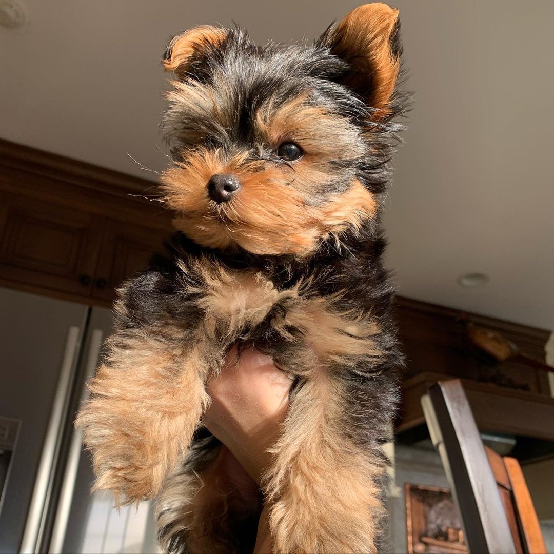 Yorkie puppies price