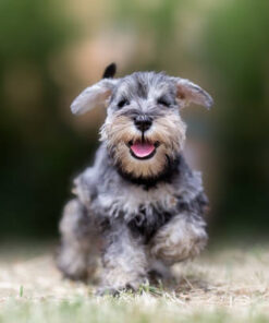 Miniature Schnauzer puppies