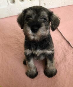 schnauzer price