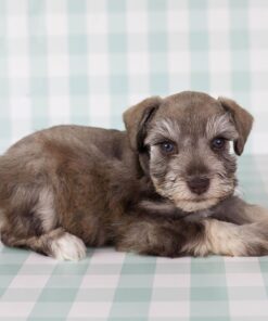 schnauzer miniature for sale