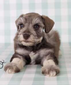 schnauzer miniature for sale