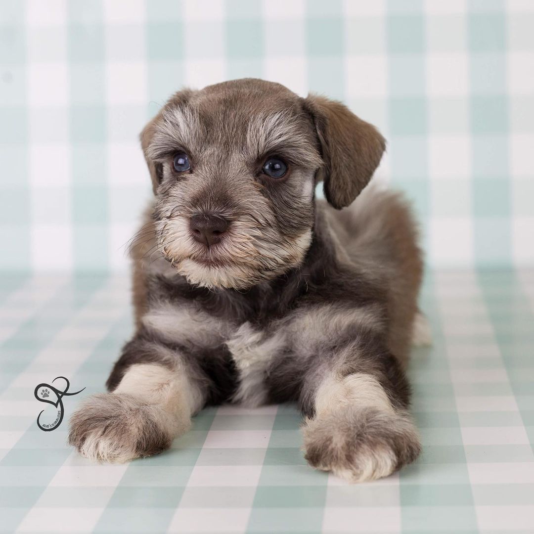 schnauzer miniature for sale