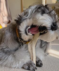 schnauzer puppies near me