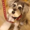 miniature schnauzer puppy for sale