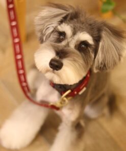 miniature schnauzer puppy for sale