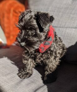 akc miniature schnauzer puppies for sale