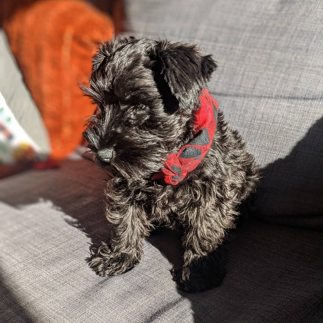 akc miniature schnauzer puppies for sale