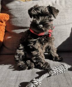 akc miniature schnauzer puppies for sale