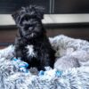 black miniature schnauzer puppies