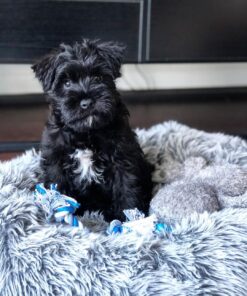 black miniature schnauzer puppies