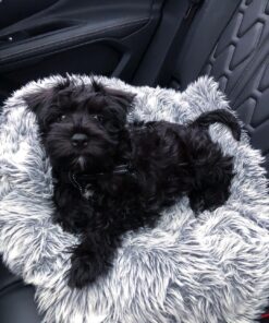 black miniature schnauzer puppies