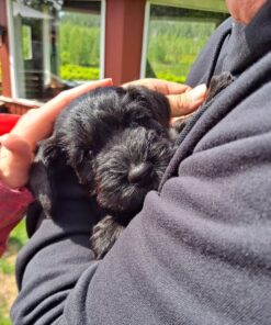 cheap miniature schnauzer puppies for sale