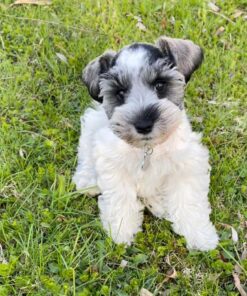 buy miniature schnauzer