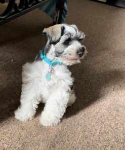 buy miniature schnauzer