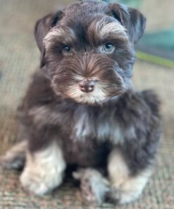 mini schnauzer price