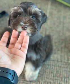 mini schnauzer price