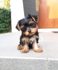 mini yorkie for sale