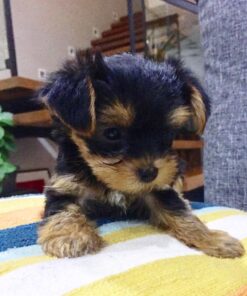 mini yorkie for sale