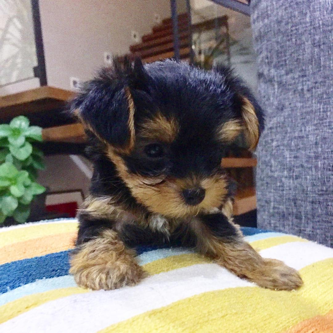 mini yorkie for sale