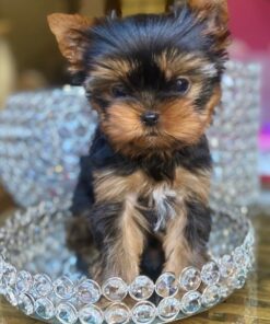 parti yorkies for sale