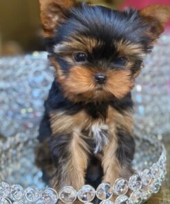 parti yorkies for sale