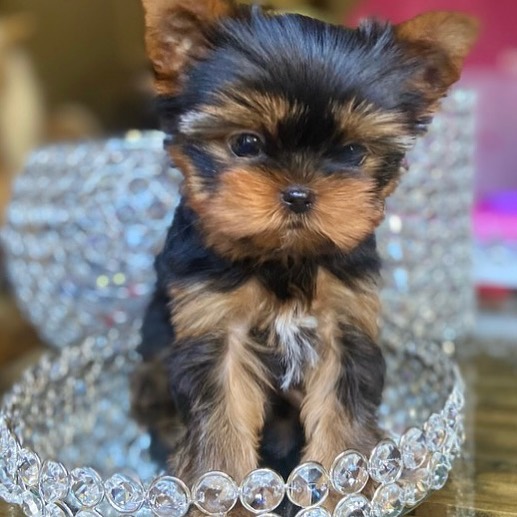 parti yorkies for sale