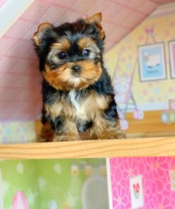 teacup yorkie for sale