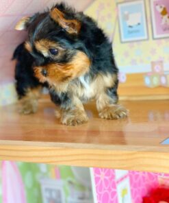 teacup yorkie for sale