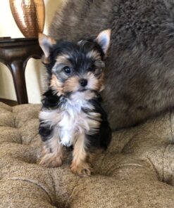 teacup yorkie for sale up to $400