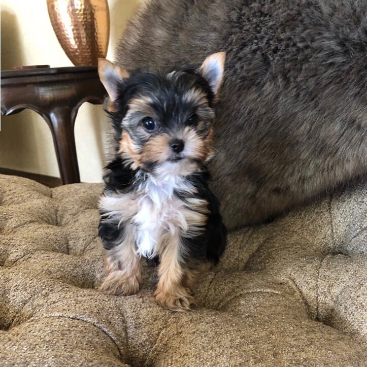 teacup yorkie for sale up to $400