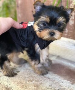 teacup yorkie for sale up to $400