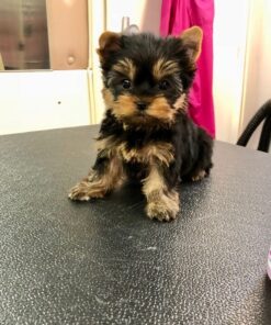 yorkies for sale near me