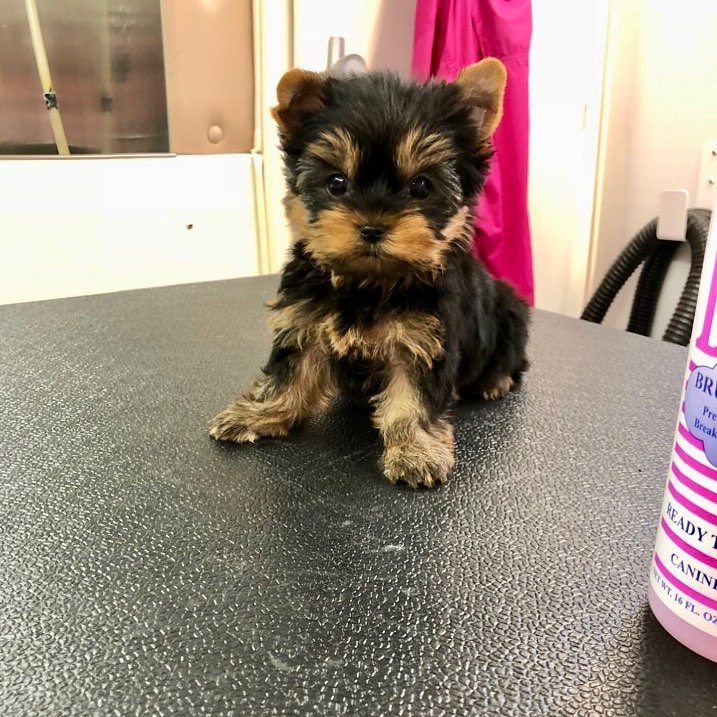 yorkies for sale near me