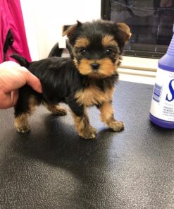 yorkies for sale near me