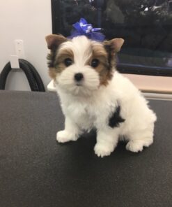 yorkiepoo puppies for sale