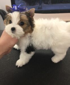 yorkiepoo puppies for sale