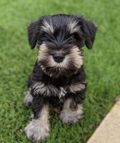 mini schnauzer for sale near me