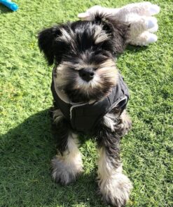 mini schnauzers