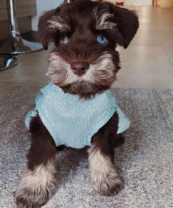 puppies for sale in indiana