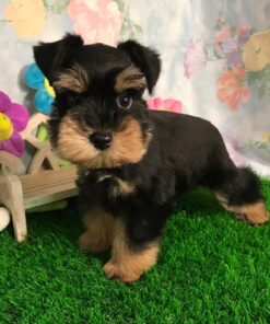 toy schnauzer puppies for sale in florida