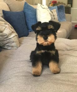 toy schnauzer puppies for sale in florida