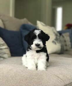 miniature schnauzers puppies for sale