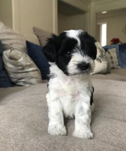 miniature schnauzers puppies for sale