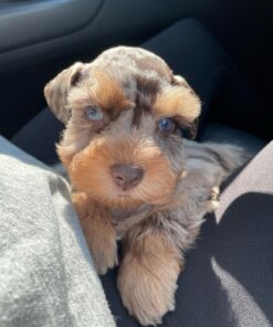 schnauzer rescue near me