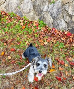 miniature schnauzer for sale in houston