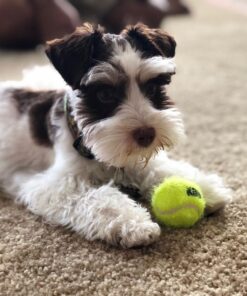 miniature schnauzer dog