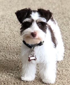 miniature schnauzer dog