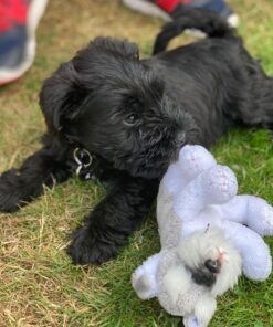 schnauzer breeders near me